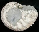 D Ammonite (Liparoceras) - Gloucestershire, UK #10708-1